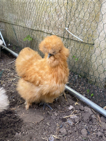 Silkie chickens, chicks and hatching eggs