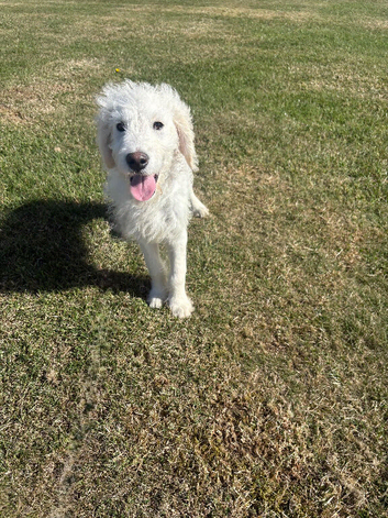 Adorable Goldendoodle boy