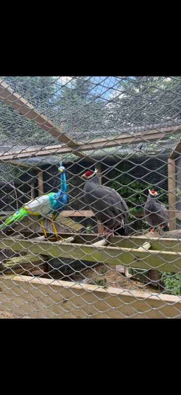 Pair of Blue Eared Pheasants