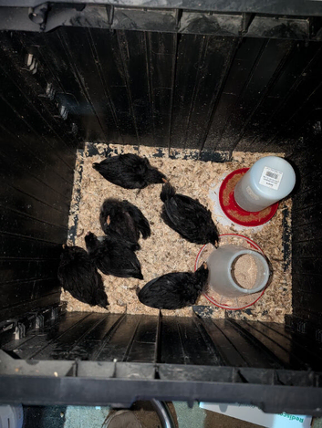 Australorp chicks