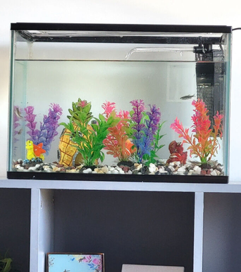 3 danios