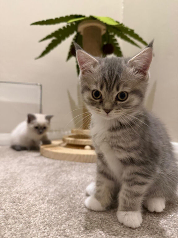 Adorable BSH x Ragamuffin kittens