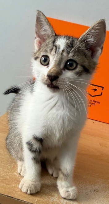 4 kittens looking for their forever home
