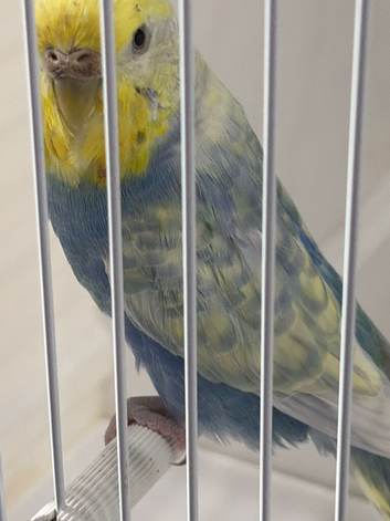 RING NUMBER 12 YELLOWFACED VIOLET SPANGLE BUDGIE 2026 RUNG
