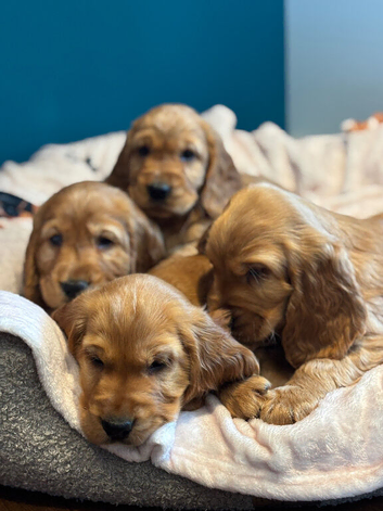 Gorgeous red cocker spaniels