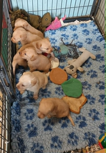 GOLDEN MINIATURE LABRADOODLE BOYS FROM 5* LICENCED BREEDER.