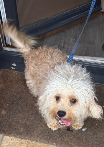 Gorgeous male cavachon