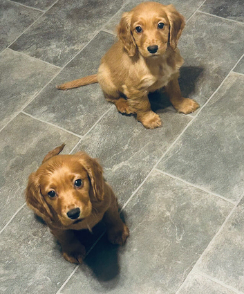 Cocker spaniel puppys