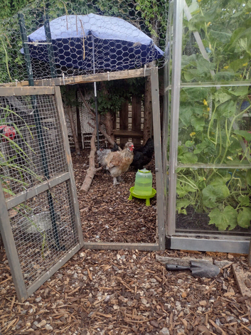 Lovely young silkie cockeral 7months old free to good home