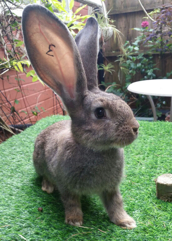 PURE BRED Continental Giant kits - Vaccinated - RESERVE