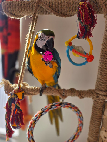 Blue and Gold Macaw. 8 months old. Male. Including cage, food etc