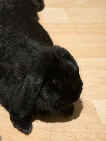 mini lop