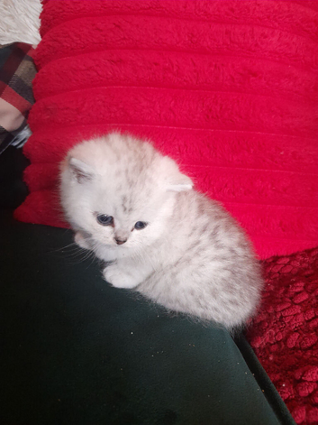 Fluffy Scottish folds
