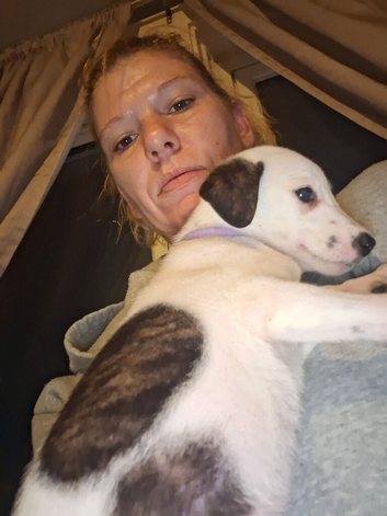 Saluki dalmation grey puppies