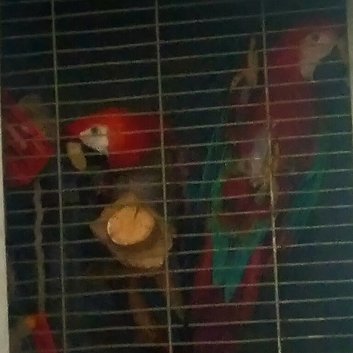 Scarlet macaw and Greenwinged macaw