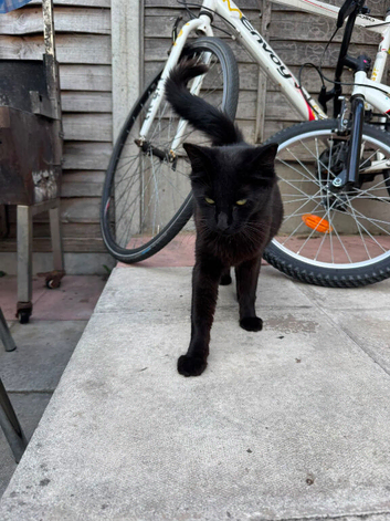 Black American bobtail