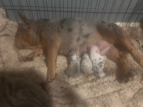 Frenglish pups