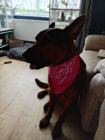 Female German Shepherd x Chinese red dog