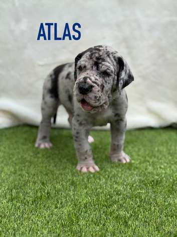 great dane puppies
