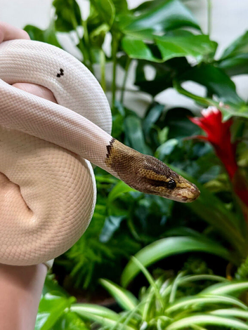 High White Black Pastel Pied Male Royal Python