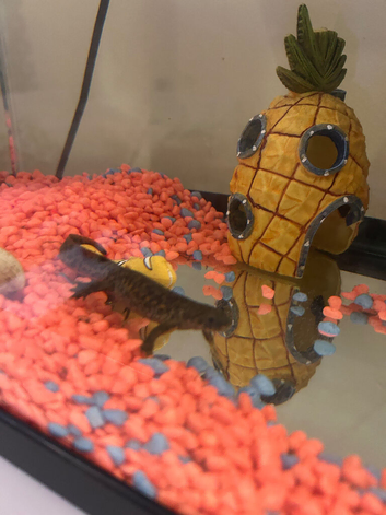 Spanish Ribbed Newts & Tank