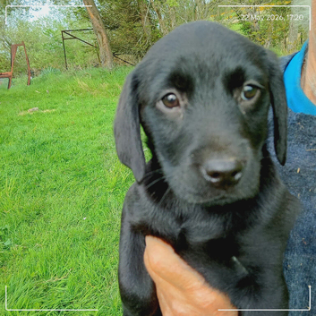 Labrador puppies