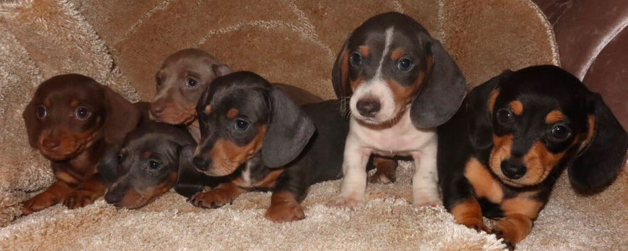 Full dachshunds