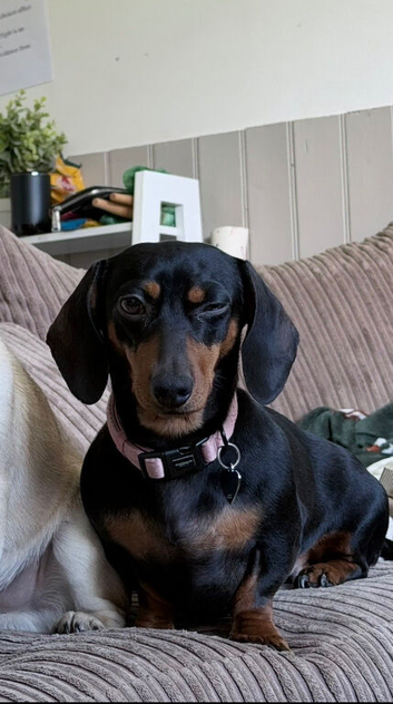 Beautiful Miniature Dachshund Available for Breeding &ndash; Winnie
