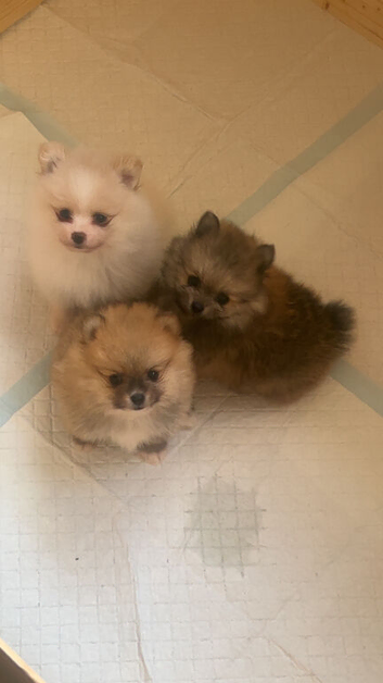 Pomeranian puppies