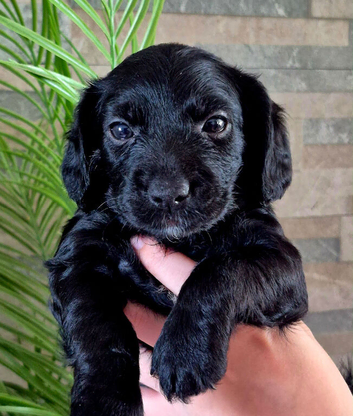 Yorkiepoo puppies