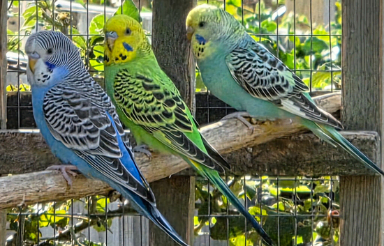 X20 Budgies for sale