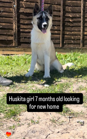 Beautiful Huskita girl