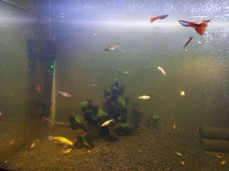 assorted guppies