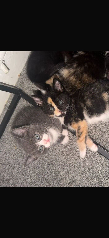 Two kittens for sale