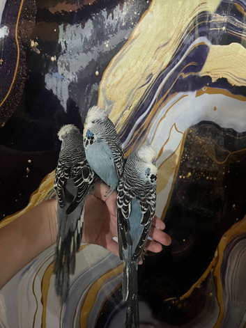 Baby hand reared budgies