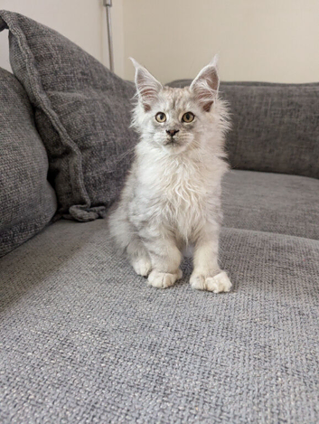 TICA Registered Maine Coon Kittens