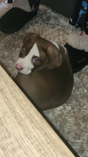1 pocket cross spaniel boy