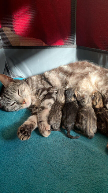4 beautiful kittens