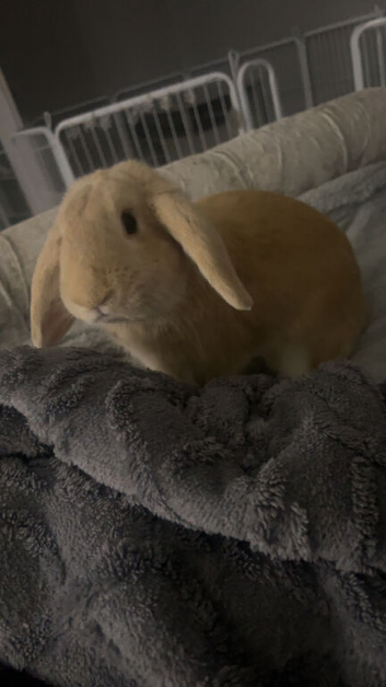 Holland lop rabbit
