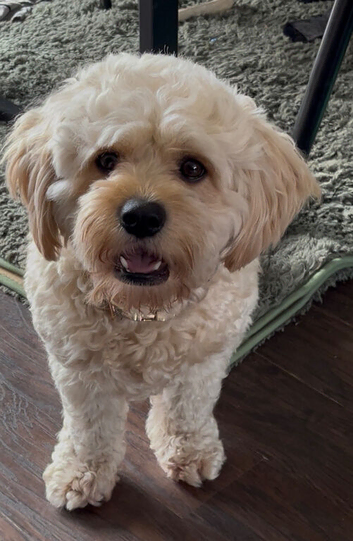 f1 cavapoo stud
