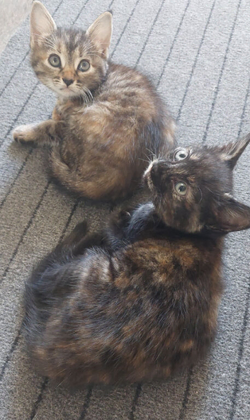 2 kittens girls left
