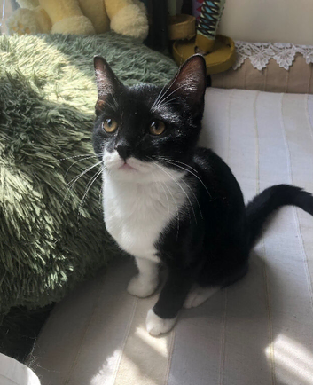 3 month tuxedo kitten available