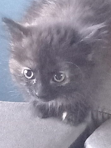 2 girl kitten for sale