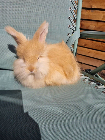 Stunning angora babys