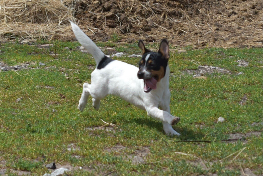 Jack russel girl