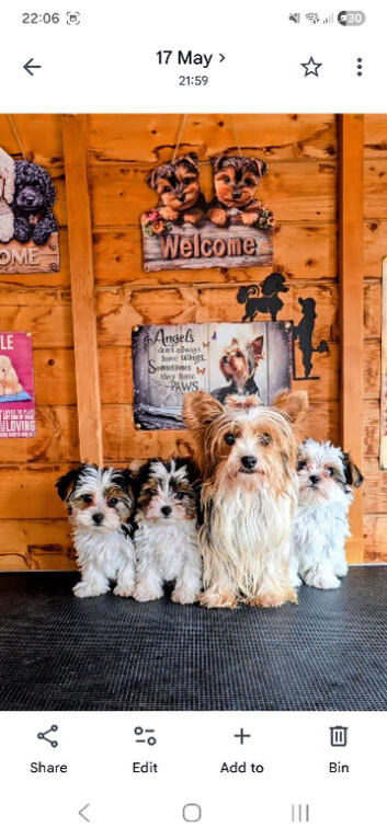 GENUINE BIEWER TERRIER PUPPIES AVAILABLE.