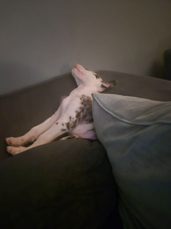 8 weeks old