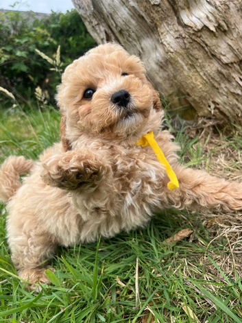 Cavapoochon puppies