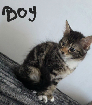 Two beautiful kittens are looking for their new home.
