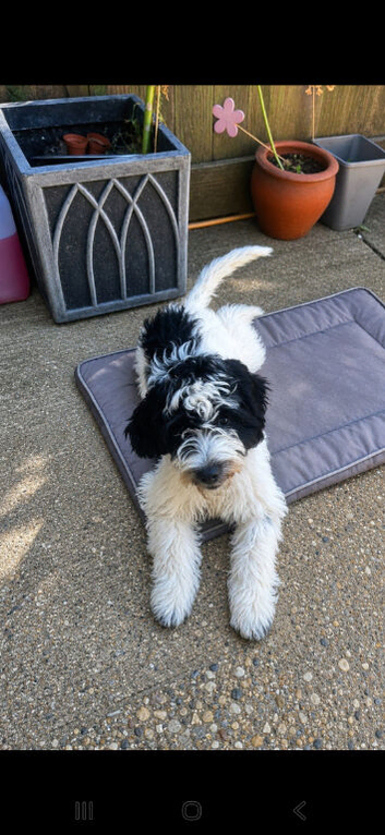 Hybrid sproodle pups